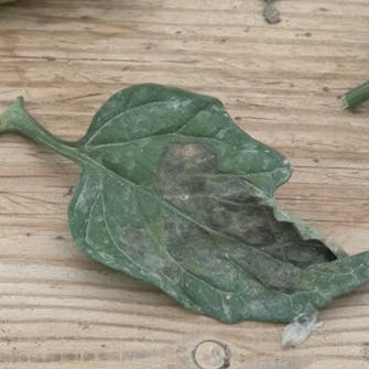 Potettørråte tomater Potettørråte tomater